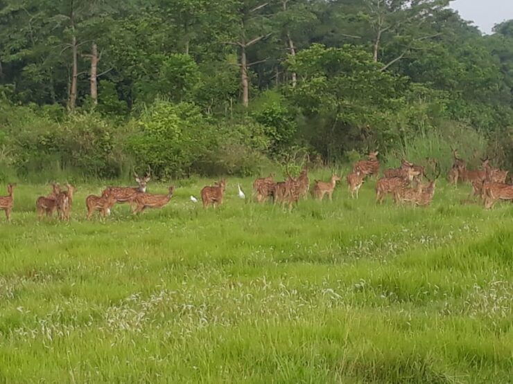 Chitwan: Jungle Safari With Jeep, Canoe, and Jungle Walk - Wildlife Encounters