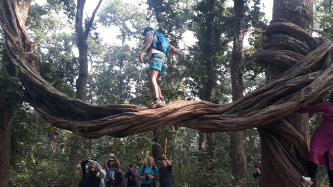 Chitwan: Jungle Safari With Jeep, Canoe, and Jungle Walk - Safari Activities and Itinerary
