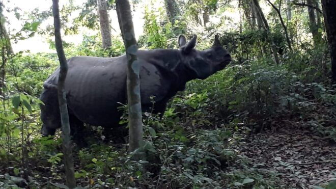 Chitwan: Jungle Safari With Jeep, Canoe, and Jungle Walk - Package Inclusions