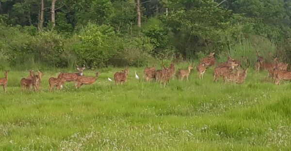 Chitwan: Jungle Safari With Jeep, Canoe, and Jungle Walk - What to Bring