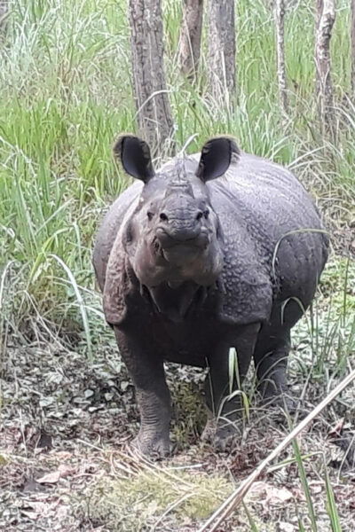 Chitwan: Jungle Safari With Jeep, Canoe, and Jungle Walk - Questions You May Have