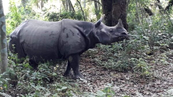 Chitwan: Jungle Safari With Jeep, Canoe, and Jungle Walk - Break Down