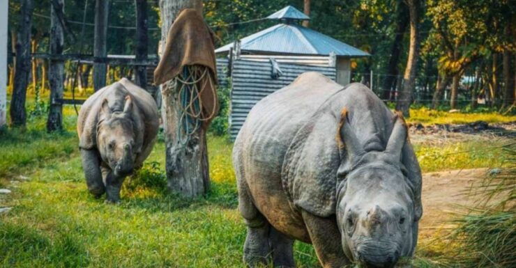 Chitwan Jungle Safari With National Park Tower Night Stay - Activity Details and Features