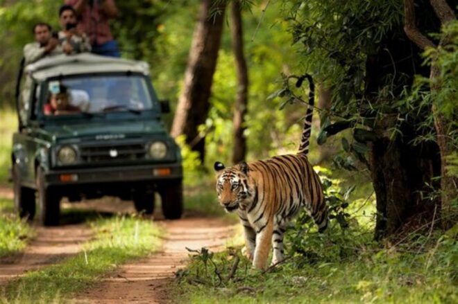 Chitwan Jungle Safari With National Park Tower Night Stay - Wildlife Adventure in Nepal