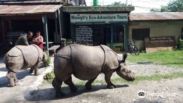 Chitwan Jungle Safari With National Park Tower Night Stay - Jungle Safari Experiences