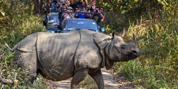 Chitwan Jungle Safari With National Park Tower Night Stay - Nocturnal Wildlife Encounters