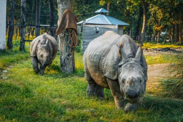 Chitwan Jungle Safari With National Park Tower Night Stay - Best Guided Tours in Chitwan