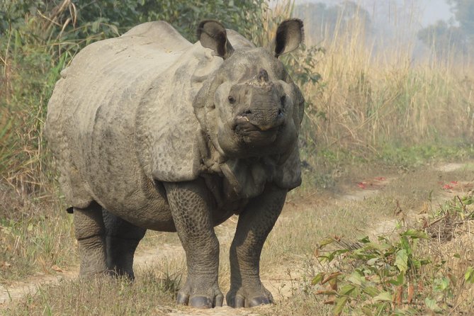 Chitwan Mission Big Cat 4-Day Package  - Sauraha - Price, Reviews, and Additional Information