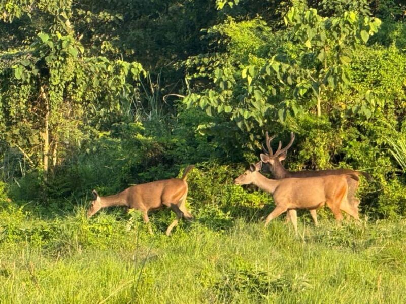 Chitwan National Park-2 night 3 days jungle safari - What to Bring & What Not to Carry