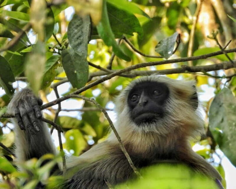 Chitwan National Park: Canoeing and Jungle Walk with Lunch - FAQ