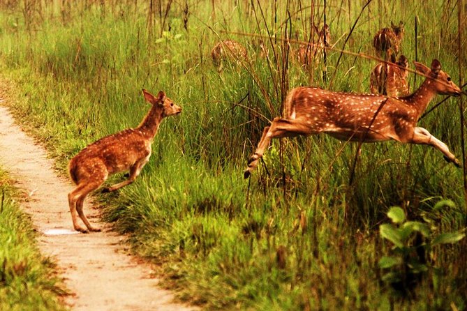 Chitwan National Park Jungle Safari Tour Package From Kathmandu - Tour Package Highlights