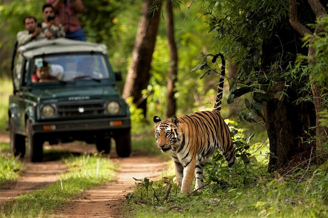 Chitwan National Park Jungle Safari Tour Package From Kathmandu - Booking and Pricing