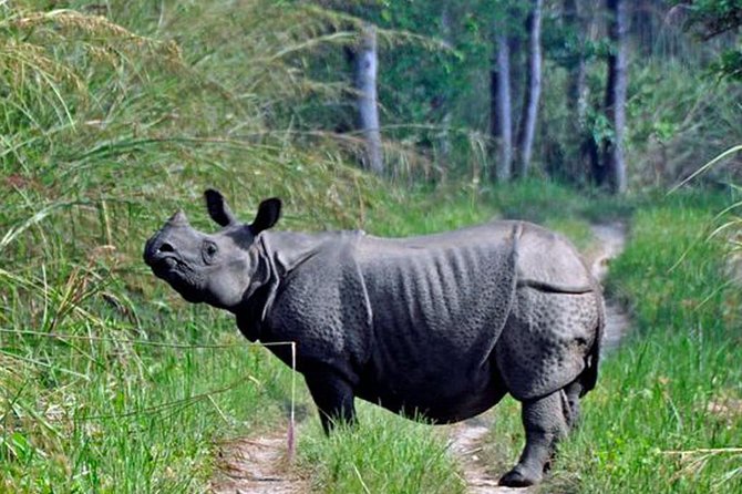 Chitwan National Park Jungle Safari Tour Package From Kathmandu - Common Questions