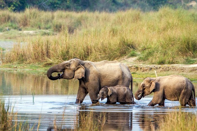 Chitwan National Park Jungle Safari Tour Package From Kathmandu - The Sum Up