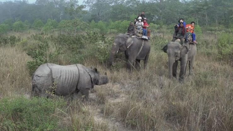 Chitwan National Park Luxury Tour - Experience Highlights