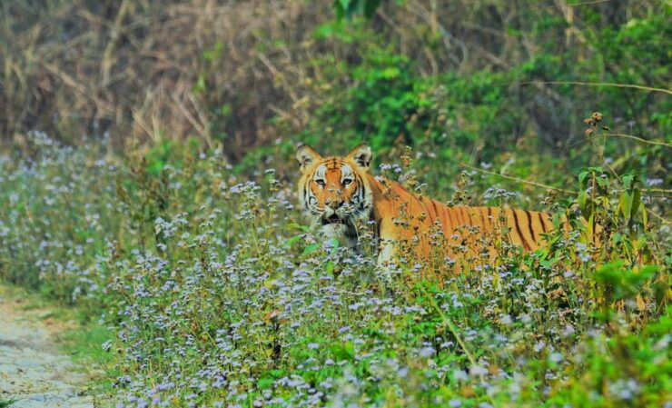 Chitwan National Park: Night Stay in Jungle Tower at Chitwan - Experience and Wildlife