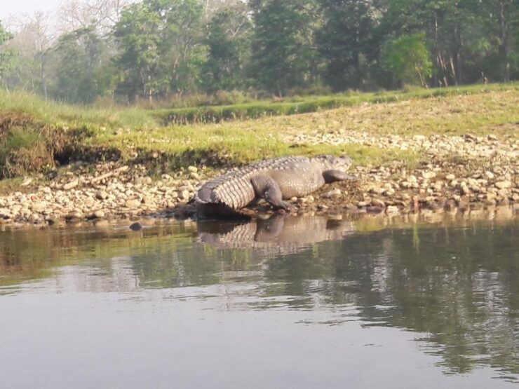 Chitwan National Park Safari - Safari Experience