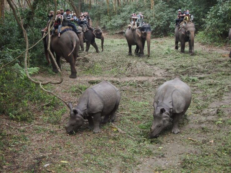 Chitwan National Park Safari - Highlights of Chitwan National Park