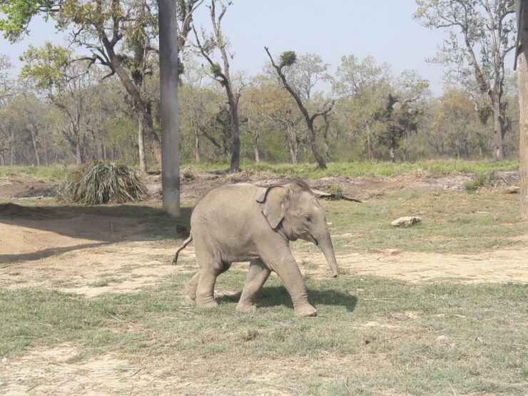 Chitwan National Park Tour - Tour Duration and Guide Information