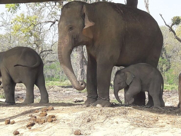 Chitwan National Park Tour - Experience Highlights in Chitwan Park