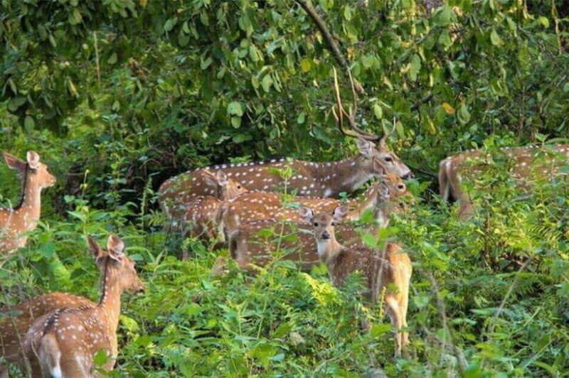 Chitwan National Park Tour - The Value of This Experience