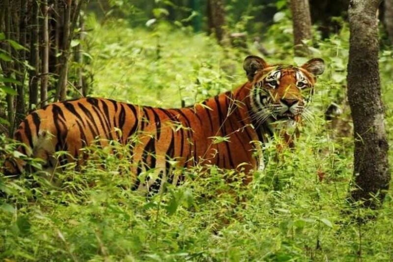 Chitwan National Park Tour - Who This Tour Is Best For