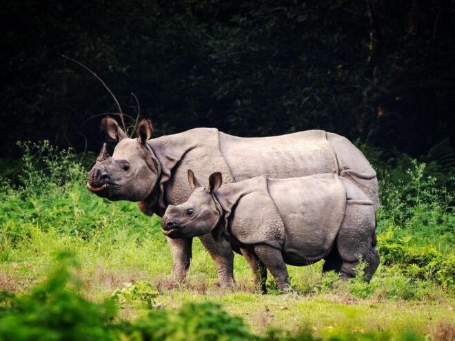 Chitwan National Park Tour With Hotel Transfers - 2N & 3D - Booking Process