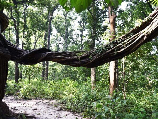 Chitwan National Park Tour With Hotel Transfers - 2N & 3D - Safety Guidelines