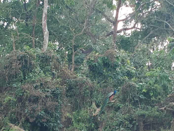 Chitwan: National Park Tower Night Stay Tour - Key Points