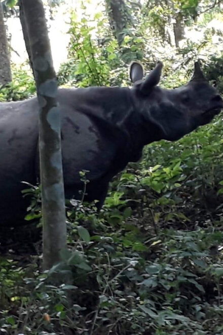 Chitwan: National Park Tower Night Stay Tour - Unique Jungle Experience