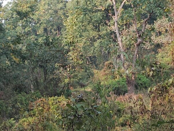 Chitwan: National Park Tower Night Stay Tour - Questions You May Have