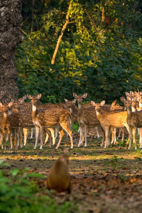 Chitwan: One Day Jeep Safari, Canoeing, Forest Walk - Wildlife in Chitwan