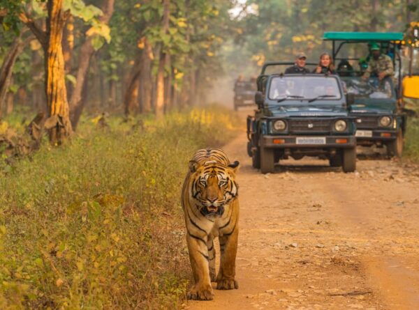 Chitwan: One Day Jeep Safari, Canoeing, Forest Walk - Guided Forest Walk