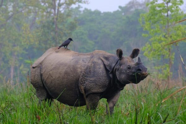 Chitwan: One Day Jeep Safari, Canoeing, Forest Walk - Important Travel Tips