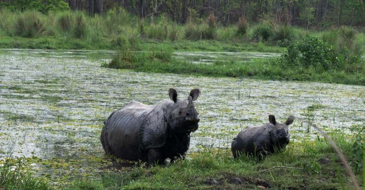 Chitwan Safari 3 Nights 4 Days Tour - Key Points