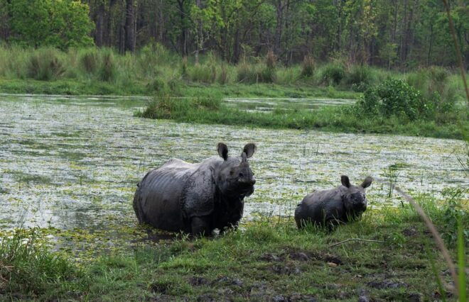 Chitwan Safari 3 Nights 4 Days Tour - Daily Itinerary Breakdown