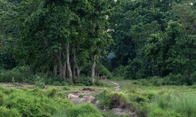 Chitwan Safari 3 Nights 4 Days Tour - Activities Included in the Tour