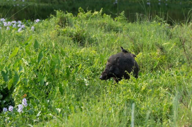 Chitwan Safari 3 Nights 4 Days Tour - Customer Experiences and Reviews