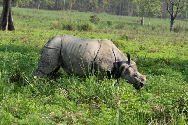 Chitwan Safari 3 Nights 4 Days Tour - Booking and Cancellation Policies