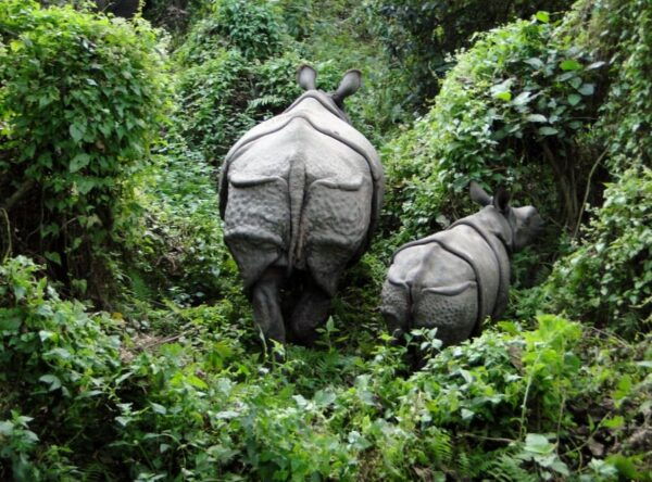 Chitwan Safari 3 Nights 4 Days Tour - Break Down