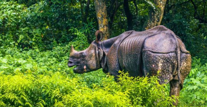 Chitwan Safari Day Tour - Private Group Option