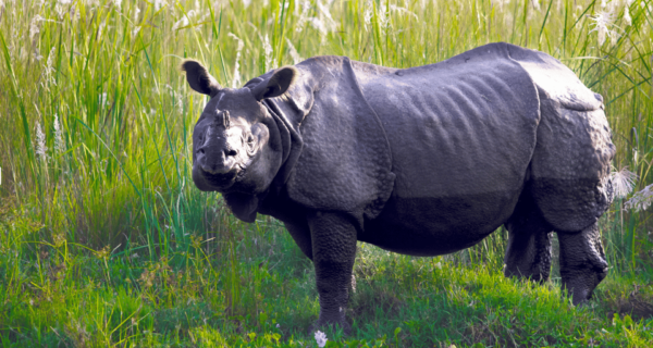 Chitwan Tour-Rhino Safari in Nepal - Questions You May Have