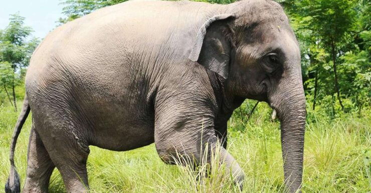 Chitwan Tower Night Stay, the Best Chitwan Safari Experience - Experience Highlights