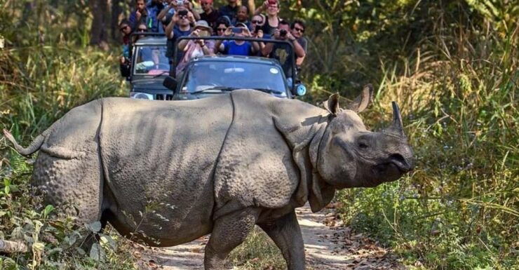 Chitwan Wildlife Adventure:Discover Nepals Jungle Treasures - Key Points