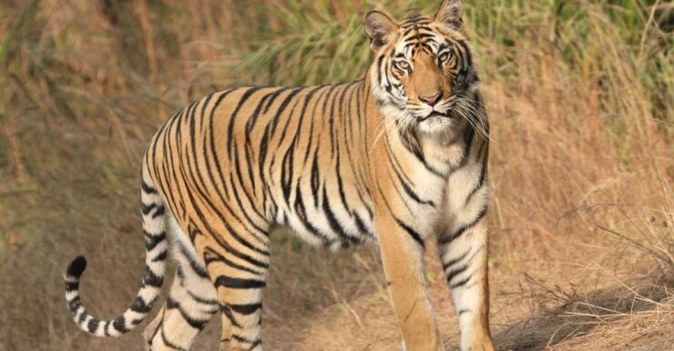 Chitwan:2 Night 3 Days Jungle Safari Adventure Tour - Activity Details for Chitwan Jungle Safari Adventure Tour