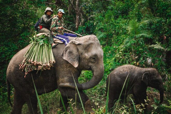 Chitwan:2 Night 3 Days Jungle Safari Adventure Tour - Itinerary for Chitwan Jungle Safari Adventure Tour