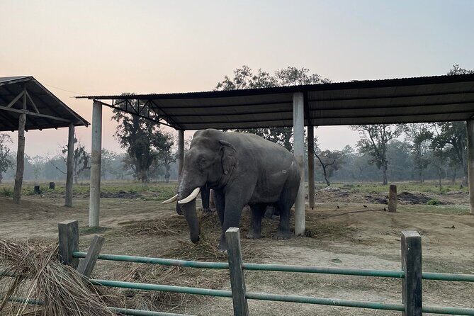 Chitwna Jungle Safari 2N3Days Full Package - Good To Know