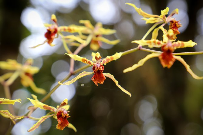 Choachí Mountains & Waterfalls Hike - Tour Overview