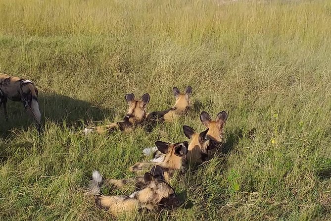 Chobe 3hr Game Drive - Frequently Asked Questions