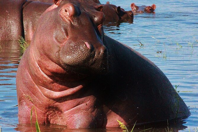 Chobe Day Trip - Frequently Asked Questions